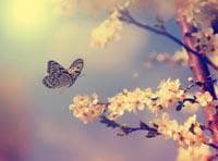 Butterfly fluttering toward delicate white blossoms on a branch under soft, warm, hazy sunlight.